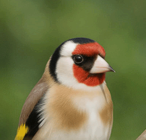 Vogel