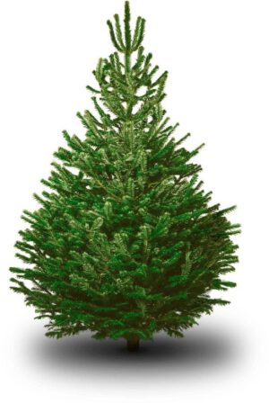 Echte Kerstbomen